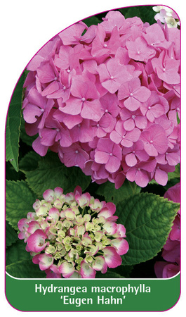 Hydrangea macrophylla 'Eugen Hahn'