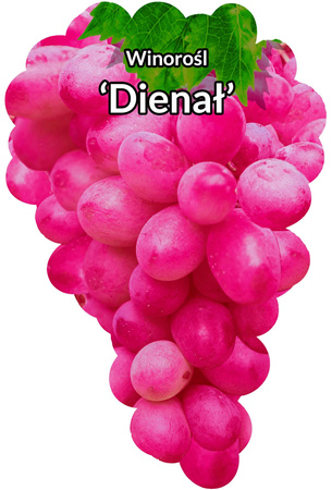 Viță de vie Dienal