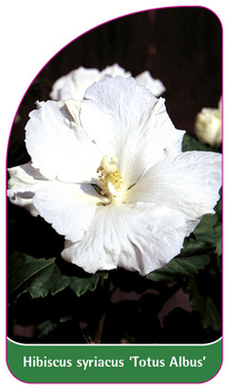 Hibiscus syriacus 'Totus Albus'