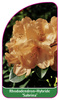 Rhododendron-Hybride 'Sabrina'