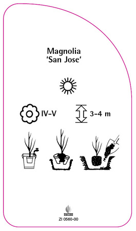 Magnolia 'San Jose'