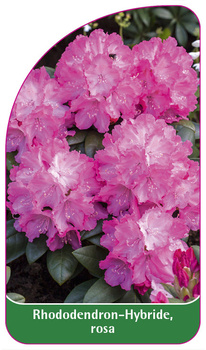 Rhododendron-Hybride, rosa