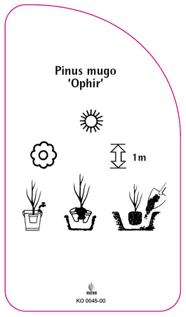 Pinus mugo 'Ophir'