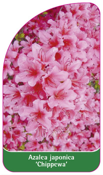 Azalea japonica 'Chippewa'