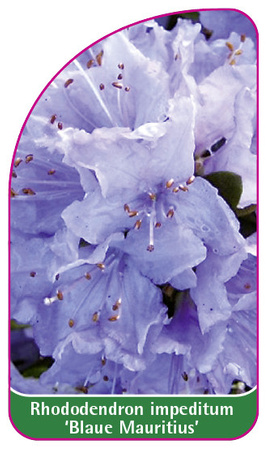 Rhododendron impeditum 'Blaue Mauritius'