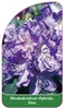 Rhododendron-Hybride, blau