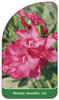 Nerium oleander, rot