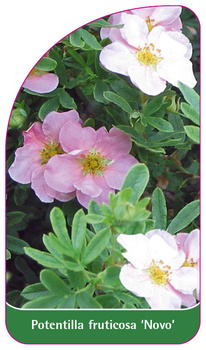 Potentilla fruticosa 'Novo'