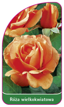 Róza wielkokwiatowa Nr. 206