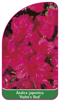 Azalea japonica 'Hahn's Red'