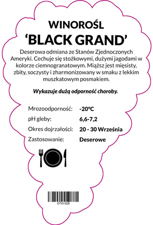 Winorośl Black Grand