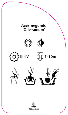 Acer negundo 'Odessanum'