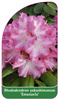 Rhododendron yakushimanum 'Emanuela'