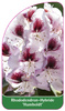 Rhododendron-Hybride 'Humboldt'