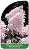 Hydrangea paniculata 'Pink Diamond'