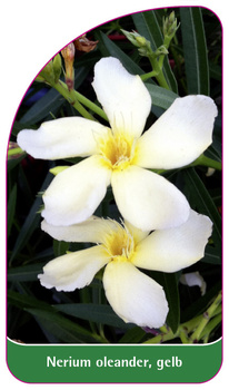 Nerium oleander, gelb