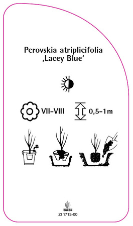 Perovskia atriplicifolia ,Lacey Blue'