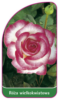 Róza wielkokwiatowa Nr. 204
