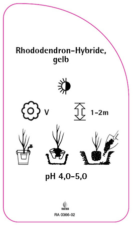 Rhododendron-Hybride, gelb