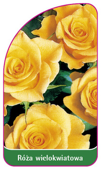 Trandafir multifloral Nr. 251 A