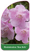 Rhododendron 'Bow Bells'