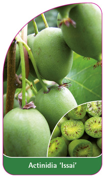 Actinidia 'Issai'