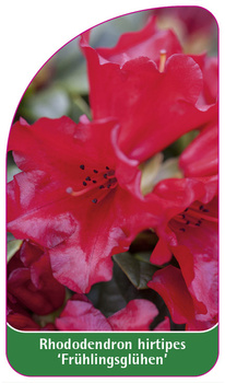 Rhododendron hirtipes 'Frühlingsglühen'