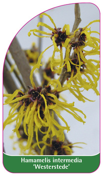 Hamamelis intermedia 'Westerstede'