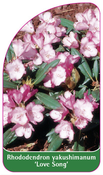 Rhododendron yakushimanum 'Love Song'