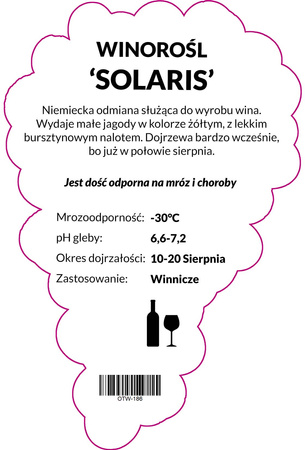 Winorośl Solaris