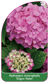 Hydrangea macrophylla 'Eugen Hahn'