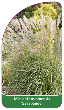 Miscanthus sinensis 'Sarabande'