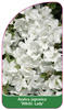 Azalea japonica 'White Lady'