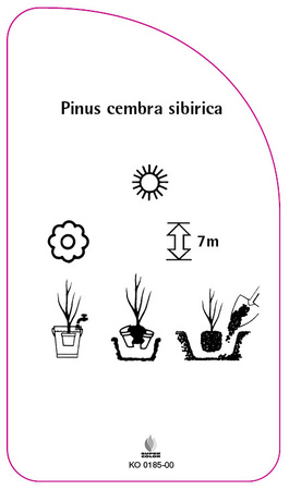 Pinus cembra sibirica