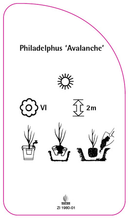 Philadelphus 'Avalanche'