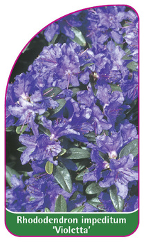 Rhododendron impeditum 'Violetta'