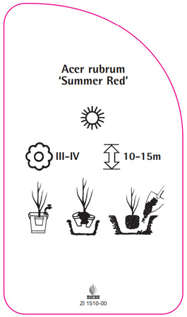 Acer rubrum 'Roșu de vară'