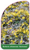 Berberis ottawensis 'Auricoma'