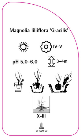 Magnolia liliiflora 'Gracilis'