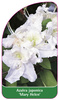 Azalea japonica Mary Helen'
