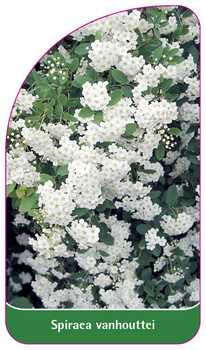 Spiraea vanhouttei