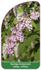 Syringa komarowii subsp. reflexa