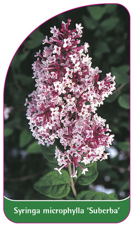 Syringa microphylla 'Superba'