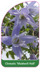 Clematis 'Maidwell Hall'