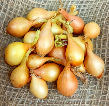 Cebula Dymka II Wolska 1kg /luz/