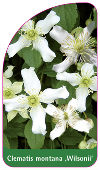 Clematis montana 'Wilsonii'