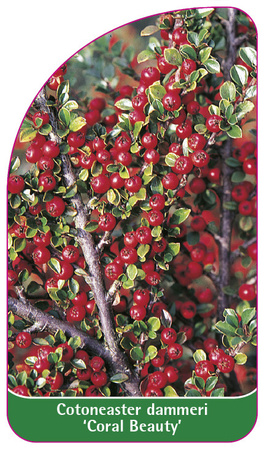 Cotoneaster dammeri 'Coral Beauty'