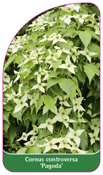 Cornus controversa 'Pagoda'