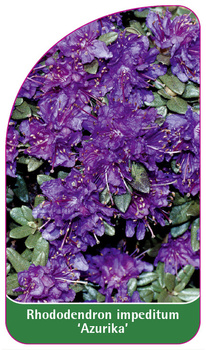 Rhododendron impeditum 'Azurika'