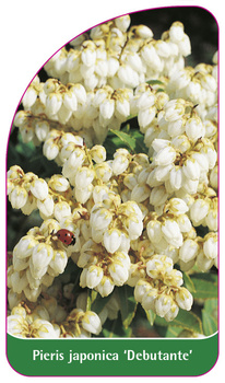 Pieris japonica 'Debutante'